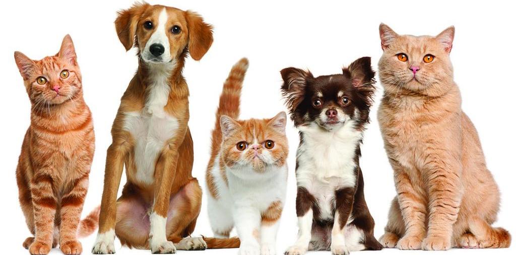 Доска объявлений о животных | ЗооТом - продажа, вязка и услуги для животных в Ромоданово