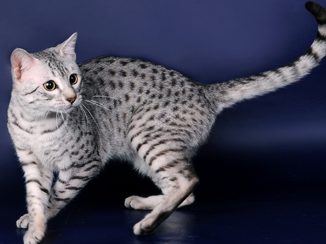 Породы кошек в Ромоданово | ЗооТом портал о животных
