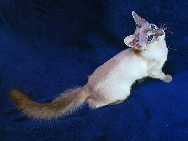 Выведенные породы кошек в Ромоданово | ЗооТом портал о животных