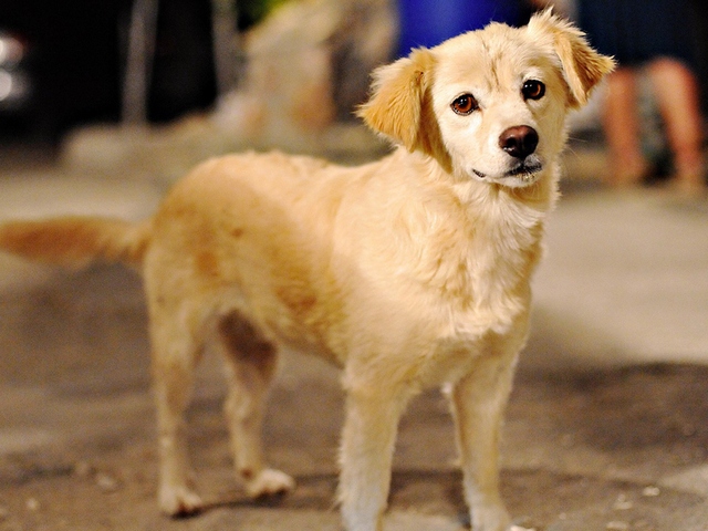 Породы собак в Ромоданово | ЗооТом портал о животных