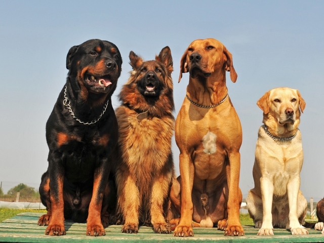 Крупные породы собак в Ромоданово | ЗооТом портал о животных