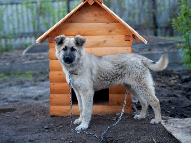 Все о собаках в Ромоданово Все о собаках в Ромоданово